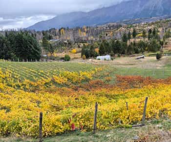 Bolsón Gourmet: Harmonização de vinhos da Patagónia.