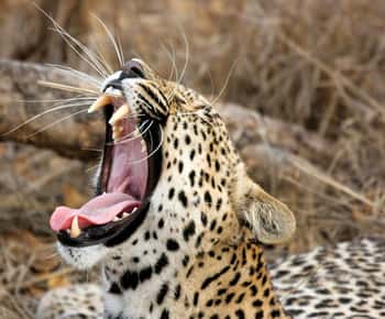 Hikkaduwa/Galle/Weligama/Mirissa/Tangalle: Yala Safari Tour