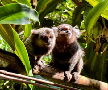 Rio: Tijuca Rainforest Waterfalls & Caves Hike