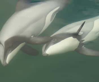 Motuara Island Sanctuary: Dyreliv og delfinsafari