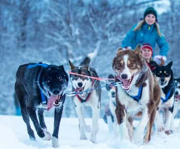 Narvik: Jazda psim zaprzęgiem z Husky Isogaisa