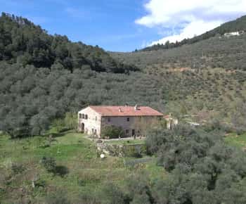 Olive Mill Tour with Oil and Food Tastings near Pisa