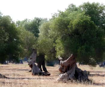 Puglia: Olive Oil Tasting Experience with Olive Grove Walk