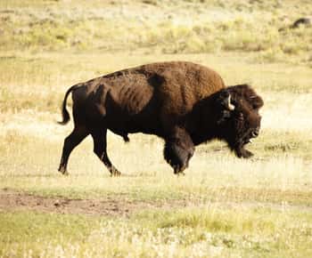 Yellowstone NP: Wolf und Wildtierbeobachtung Private Day Tour