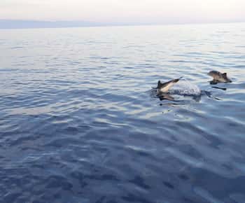 Excursión al atardecer en busca de delfines con aperitivo