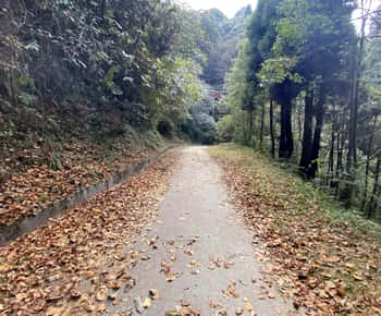 Darjeeling Senchal Wildlife Sanctuary Sonada Hike - 1 dia