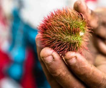Spice Farm - spice up your life in Zanzibar
