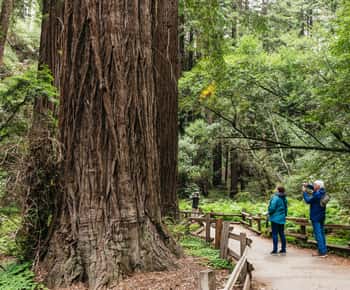 São Francisco: Muir Woods, Napa & Sonoma Valley Wine Tour