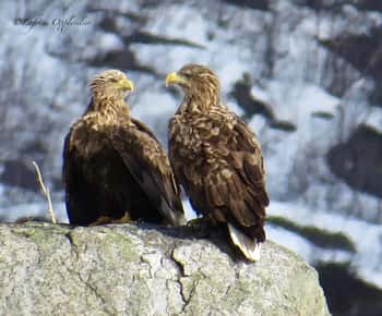 Aquila di mare/Safari nella natura