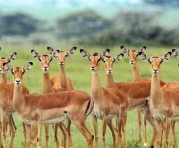 Day Trip Safari from zanzibar to mikumi using ferry and car
