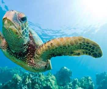 Madagascar: Nosy Sakatia Cruise with Giant Turtles