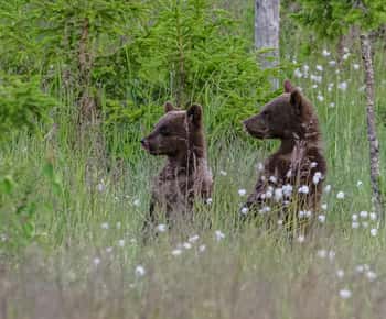 Kuusamo: Aften med bjørnekiggeri