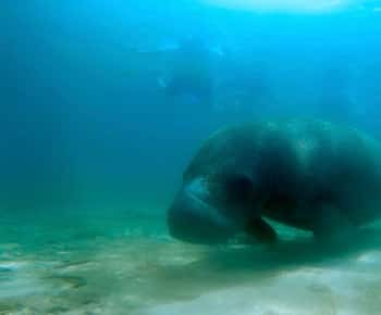 San Juan: Snorkel med søkøer og skildpadder med gratis rom