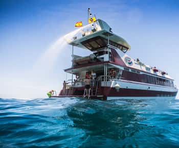 Adeje: Whale and Dolphin Watching Cruise with Lunch and Swim