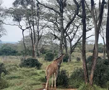 2 days Private Tour to Lake Nakuru and Hell's Gate Park.