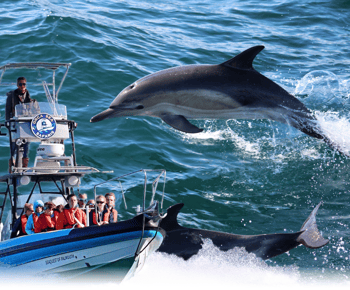 Falmouth: tour in gommone di 2 ore per osservare la fauna selvatica