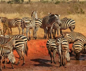 Tour di un giorno al Parco Nazionale dello Tsavo Est da Malindi/ Watamu