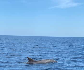 Olbia: boottocht om dolfijnen te spotten en te snorkelen