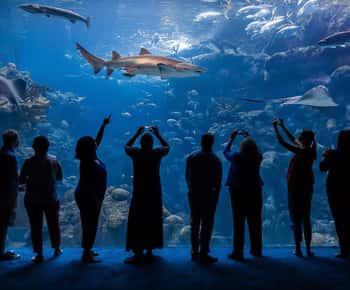 The Florida Aquarium Ticket