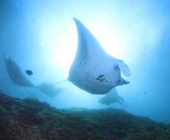 Bali/Nusa Penida: 3 Fun Dives to Manta Point, Mola & Reef