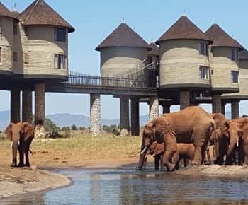PRIVATE OVERNIGHT SALTLICK SAFARI FROM MOMBASA OR DIANI