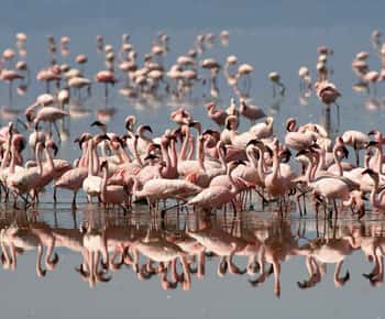 3 Days Lakes of Kenya for Photography &Bird Watching Safari