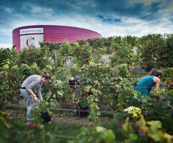 Chinon : Discovery Tours and Wine Tasting