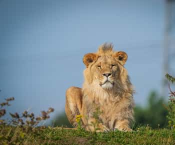 Yorkshire Wildlife Park: Entry Ticket