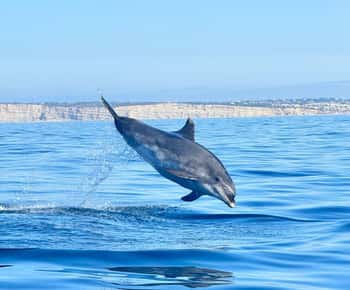 Lagoa: Delfinekspedisjon med biologguide om bord