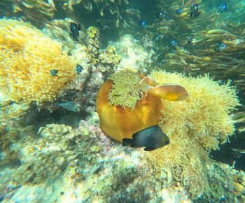 Zanzibar: Blue lagoon, Starfish, Paje Beach and Maalum Cave