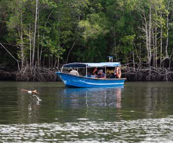 Langkawi: Crucero por el Río Manglar Compartido 3 Horas