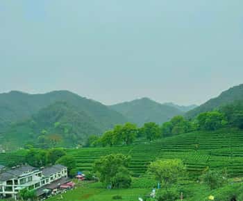 Hangzhou: Chá, bambu e brisa do rio - viagem de 1 dia