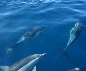 Faro: Tour en barco para avistar delfines