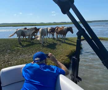 Chincoteague: Premier Pony & Wildlife Small Group Boat Tour
