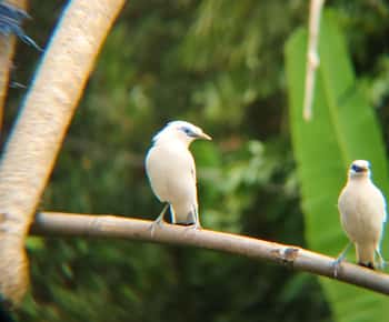 From Ubud: Tengkudak Village Guided Tour with Bird Spotting