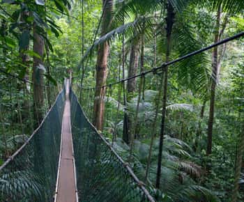 Excursion dans la forêt tropicale de Taman Negara avec les chutes de Lata Berkoh