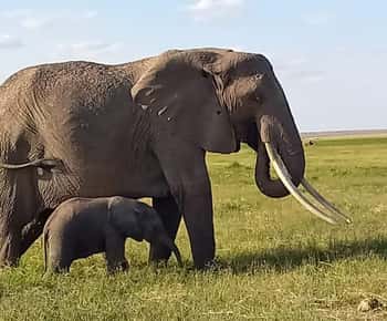 DAY TRIP AMBOSELI NATIONAL PARK FROM NAIROBI BUDGET SAFARI.