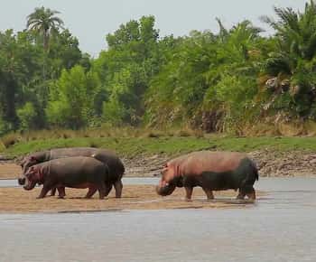 From Dar es Salaam: Saadani National Park 2-Day Safari