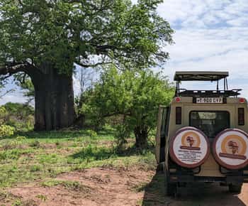 Zanzibar: 2-Day Mikumi National Park Safari