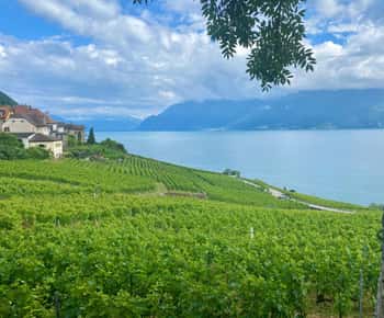 Berna: Viagem de 1 dia aos vinhedos de Gruyères e Lavaux com queijos e vinhos