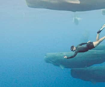 Mauritius Eco Whales Quest, 3-4 hours Expedition