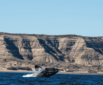 Depuis Puerto Madryn : Excursion à terre dans la péninsule de Valdés