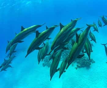 Swim with Sea Turtles, Kuza Cave, Paje Beach, The Rock Lunch