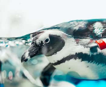 Gatlinburg: Ripley's Aquarium of the Smokies e biglietto cumulativo