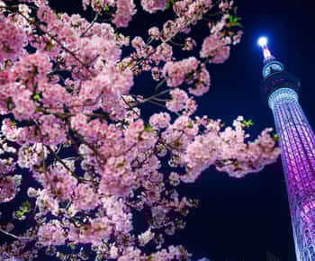 Tokyo Night Magic: Luxury Car Tour with Convenient Pickup