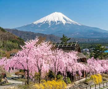 新倉山浅間公園 チケット＆ツアー | ゲットユアガイド | GetYourGuide