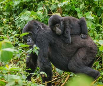 From Kigali: 2-Day Bwindi National Park Gorilla Trekking …