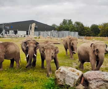 ブラックプール：動物園入場券