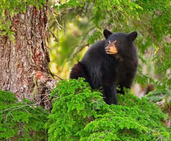 Whistler: Evening with the Bears on Scenic Land Rover Tour