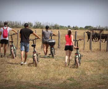 Aigues Mortes: safari en vélo - Ebike tour in Camargue